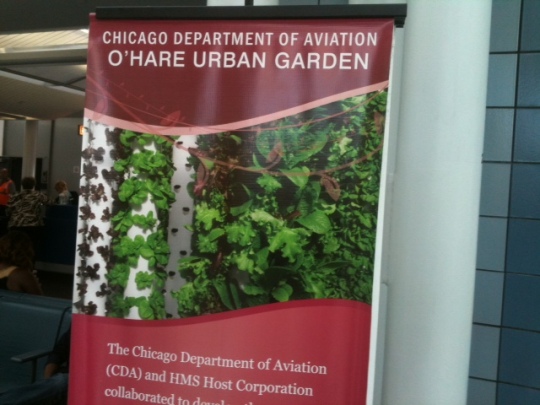 A hopeful sign of moving in the right direction: O'Hare airport's vegetable garden!